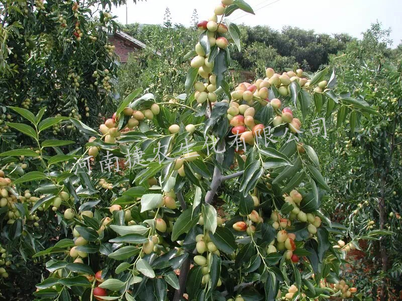 根统管水溶肥,水溶肥效果,大枣根部肥