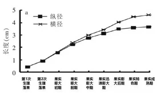 柑橘稳果肥,柑橘壮果肥,柑橘水溶肥