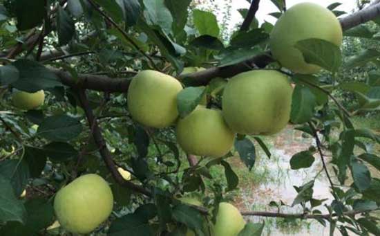 苹果膨果肥,苹果壮果肥,苹果专用水溶肥