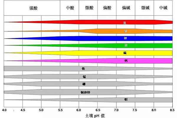 柑橘缺镁,柑橘补镁,柑橘补镁最佳时期