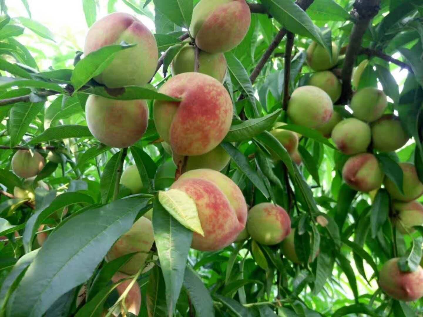 钾肥,大益高钾水溶肥,钾肥保花保果,钾肥种类