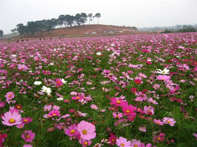 波斯菊种植方法,波斯菊种植时间,波斯菊夏季种植