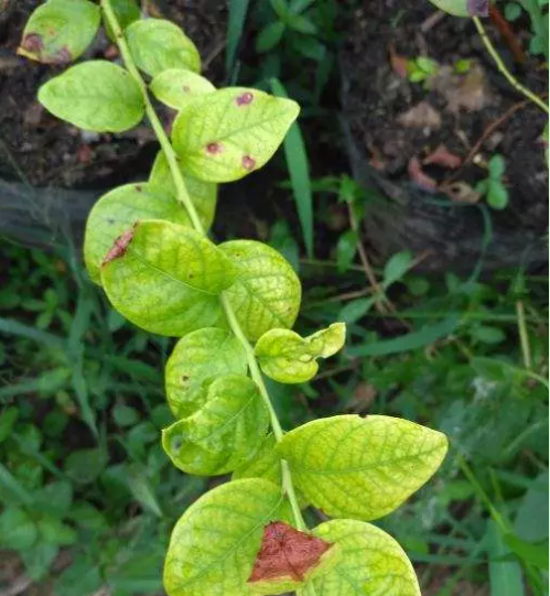 蓝莓缺铁,蓝莓缺镁铁,蓝莓水溶肥