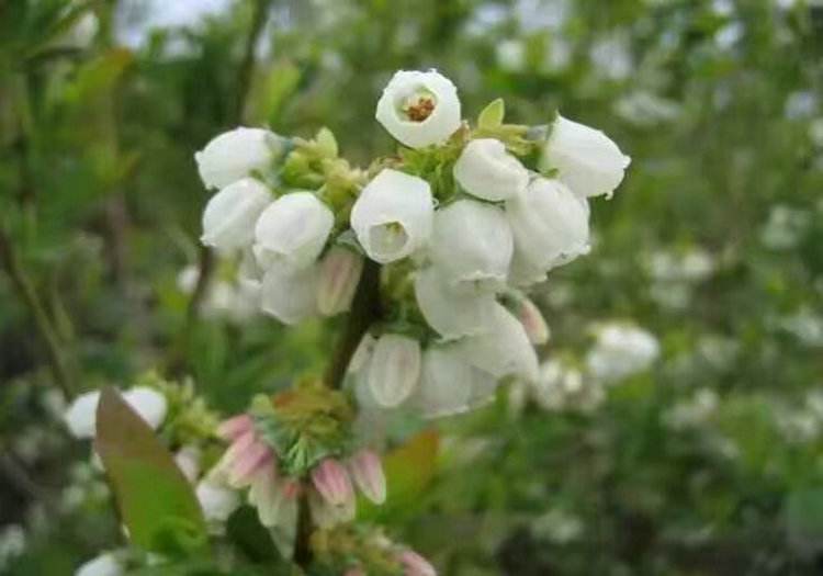 蓝莓苗栽种,蓝莓定植技术,蓝莓栽种技术