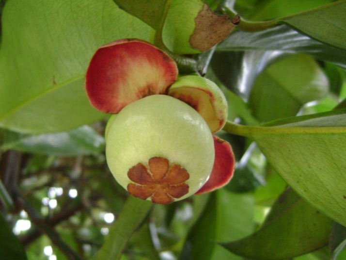 山竹种植,山竹种植技术,山竹种植管理