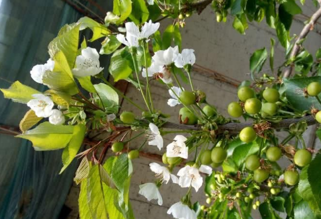 樱桃萌芽期,樱桃萌芽期水溶肥,樱桃萌芽因素