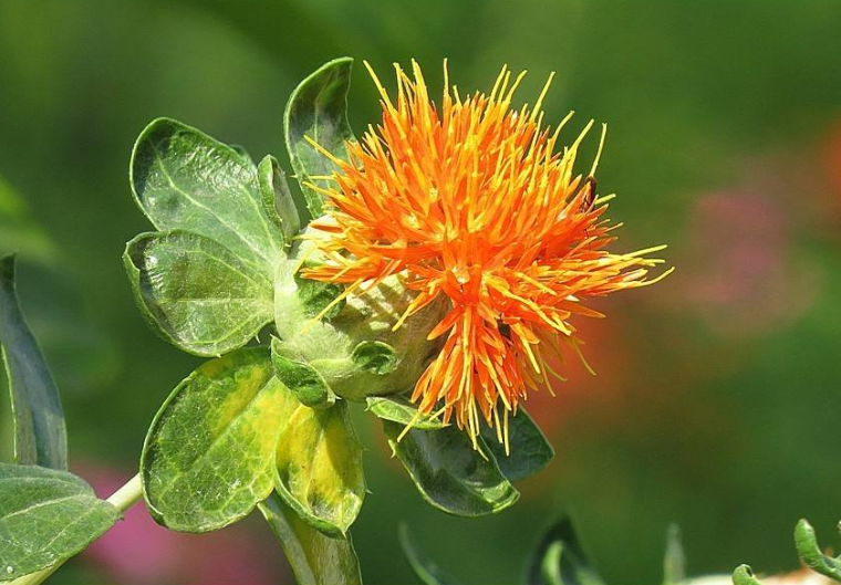 藏红花种植,藏红花种植方法,藏红花种植条件