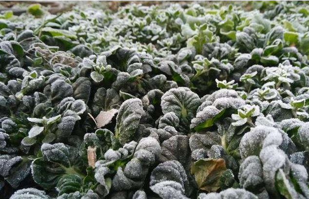 植物防冻,植物防冻灌根,植物御寒方法