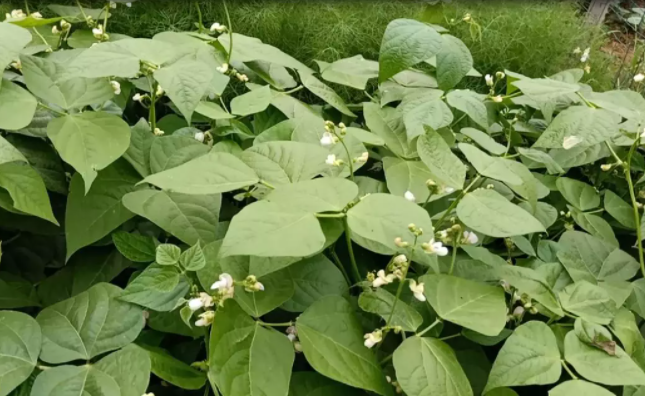 地豆角,地豆角种植,地豆角播种