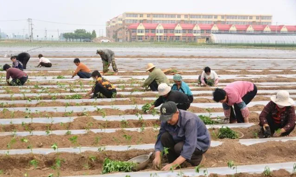 辣椒培土,移栽辣椒不培土,种植辣椒