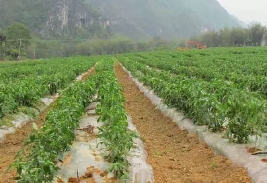 辣椒培土,移栽辣椒不培土,种植辣椒