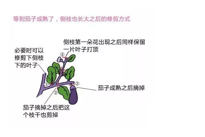 茄子打顶,茄子摘心,茄子打顶摘心