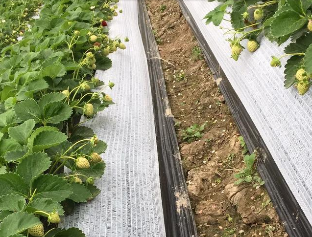 大棚草莓,大棚草莓种植技术,大棚草莓管理