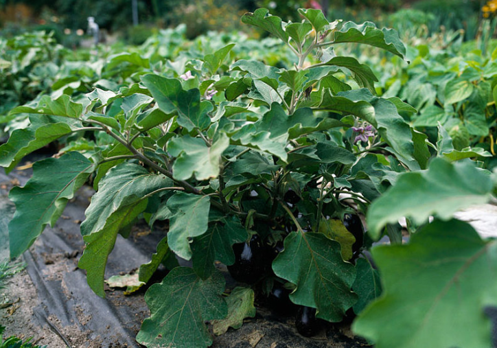 茄子用肥,茄子叶面肥,茄子高产用肥