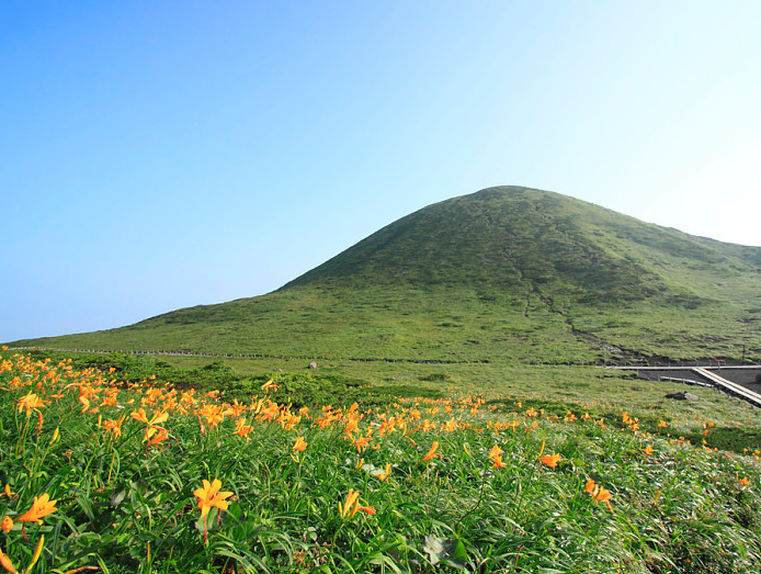 黄花菜花蕾脱落,黄花菜花蕾脱落防治,黄花菜花蕾脱落原因