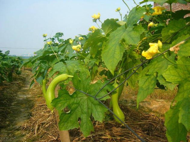 蔬菜旺长,蔬菜旺长危害,蔬菜旺长用药