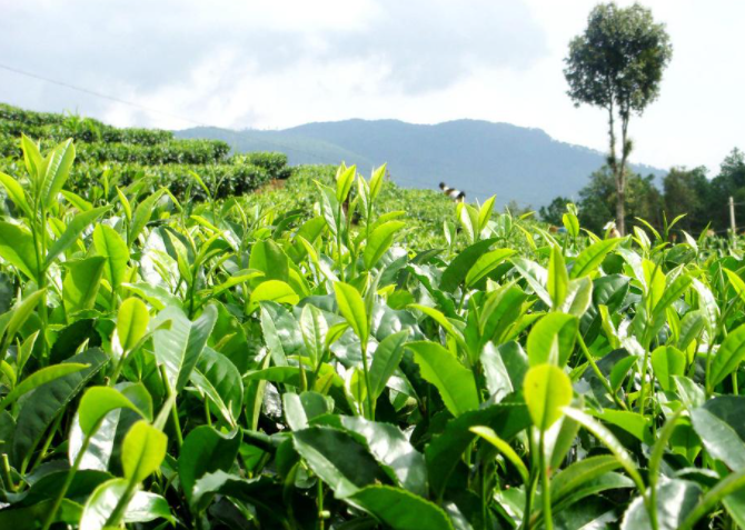 茶树追肥,茶树肥料,茶树种植