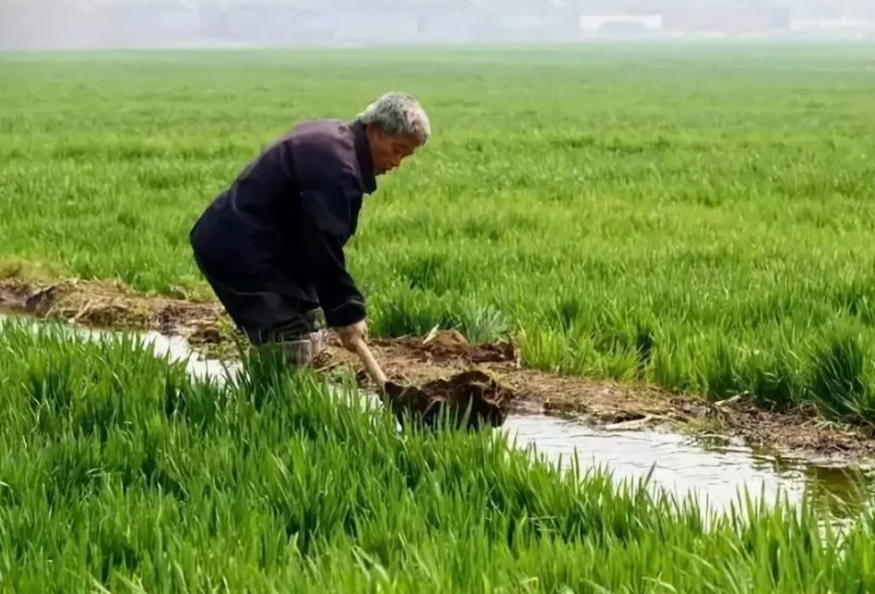 小麦除草剂,叶面肥,小麦返青,小麦分蘖