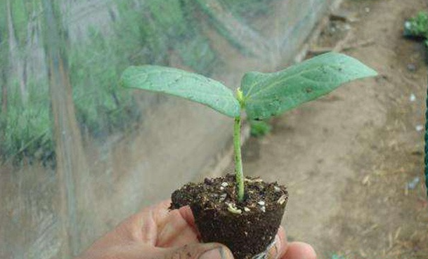 豆角种植时间,豆角种植施肥,豆角种植整地