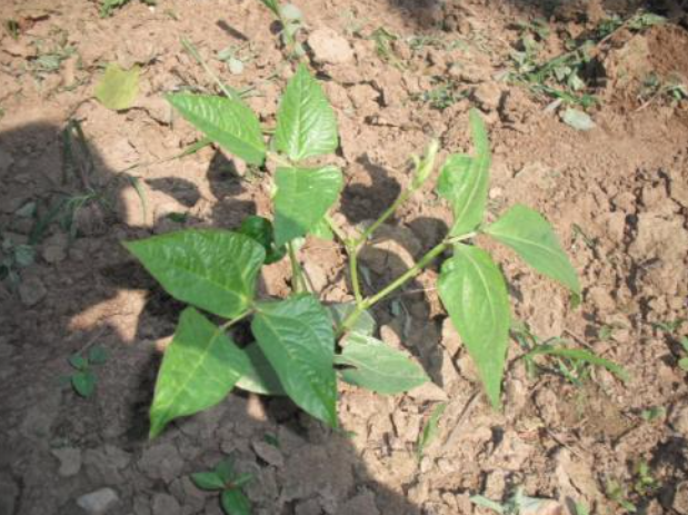 豆角种植时间,豆角种植施肥,豆角种植整地