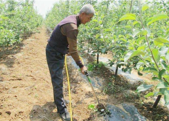 苹果树追肥,苹果树肥料,苹果树肥水管理