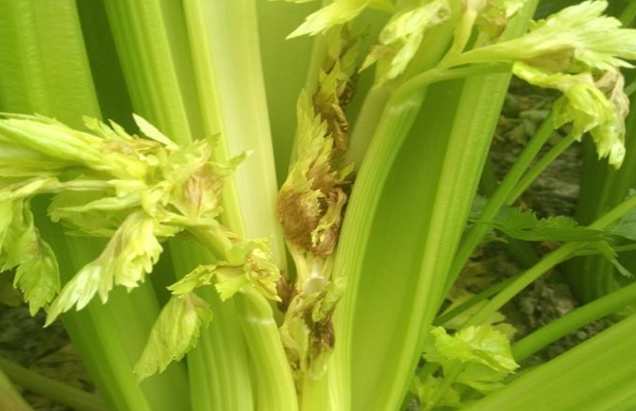 芹菜缺钙,芹菜叶面肥,芹菜缺钙表现,芹菜缺钙原因